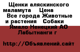 Щенки аляскинского маламута  › Цена ­ 15 000 - Все города Животные и растения » Собаки   . Ямало-Ненецкий АО,Лабытнанги г.